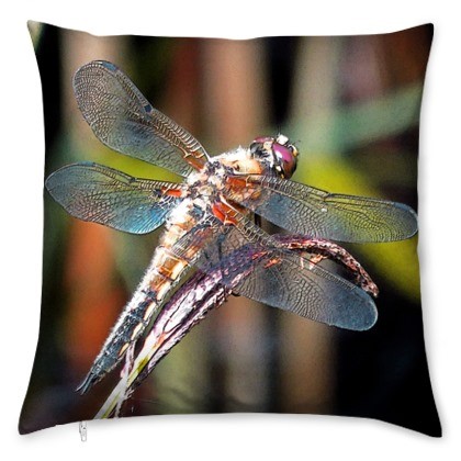 kis_dragonfly_brown